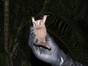 FPMC e IPN colaboran en investigación genética de murciélagos en Cozumel