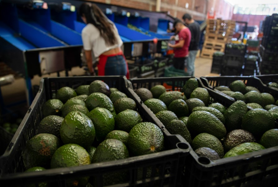 Gobierno federal y estatal impulsan formalización laboral en el sector aguacatero de Michoacán