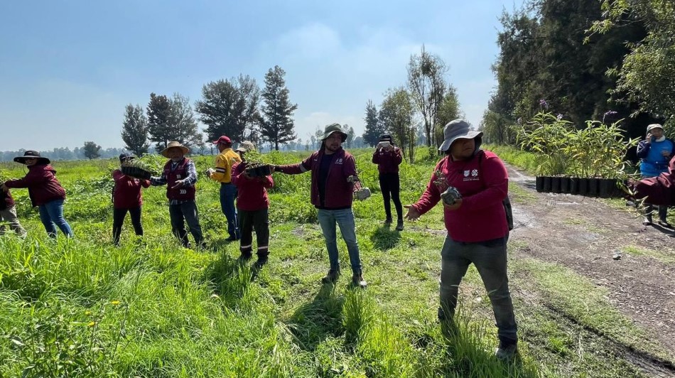 CDMX avanza en restauración ecológica con más de 1.6 millones de plantas nativas sembradas