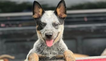 Ramoncito, el cachorro pastor que conquista TikTok con su inteligencia y ternura