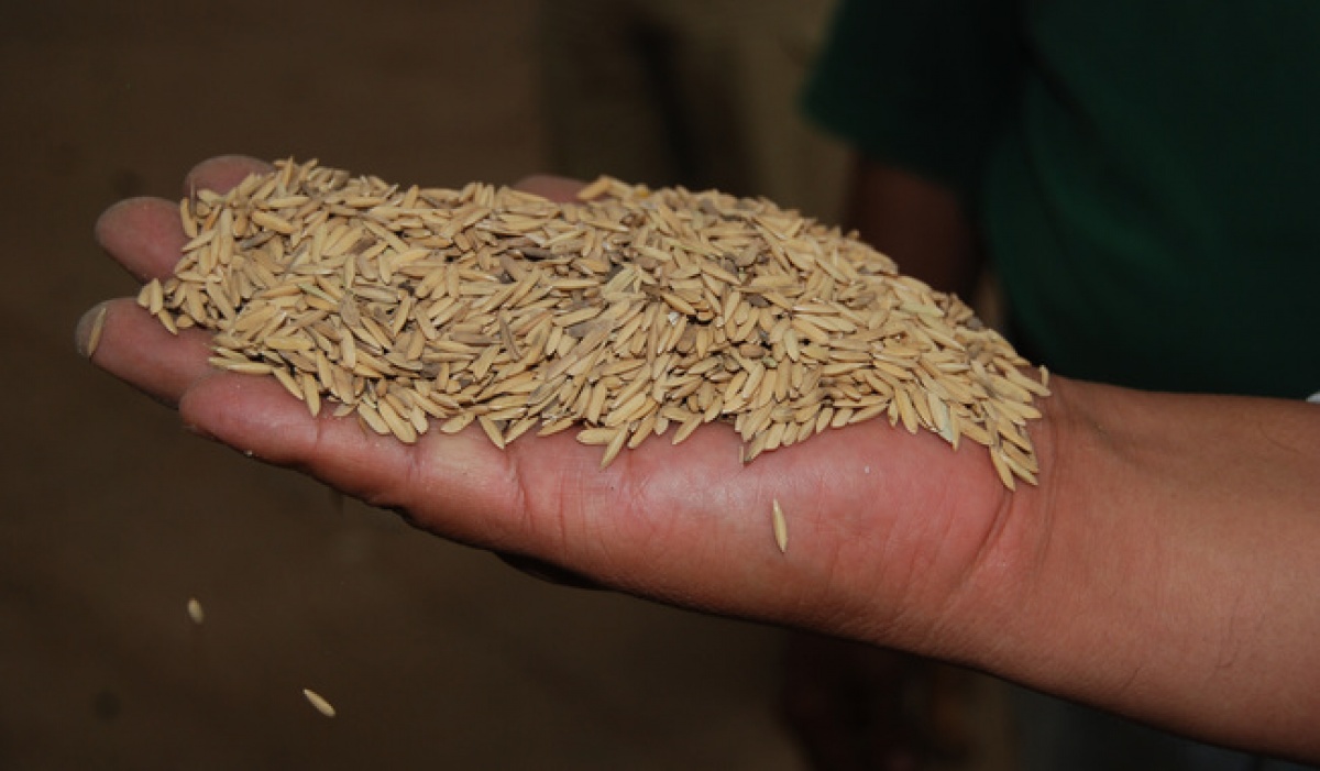 Plan Campeche 2025 ofrece apoyos directos a productores de arroz para impulsar soberanía alimentaria