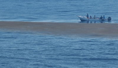 Investigadores documentan el sargazo pelágico en altamar y preparan nuevo crucero científico desde Cozumel