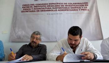 Tabasco impulsa producción acuícola con más de 3.5 millones de semillas de ostión