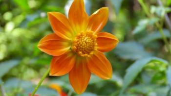 Taller 'Dalias: flores de colores y tradición' promueve cultura ambiental en la Sierra de Santa Catarina