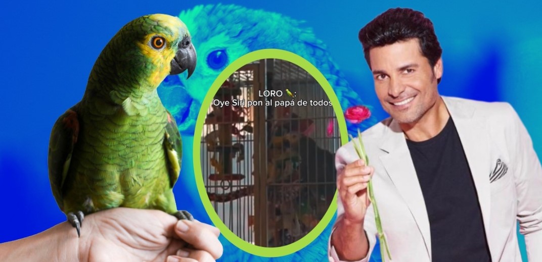 Loro fan de Chayanne se vuelve viral en tiktok al pedirle a siri su música favorita
