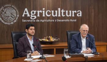 Gobierno diseña plan nacional para frenar la mortandad de abejas y fortalecer la apicultura en méxico