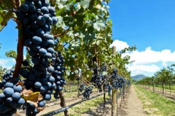 Guadalajara: rutas de vino, ron y cerveza que complementan la tradición del tequila