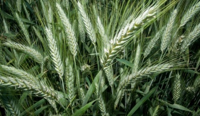 Gobierno lanza convocatoria 2025 para apoyar a productores de trigo afectados por sequía en Sonora