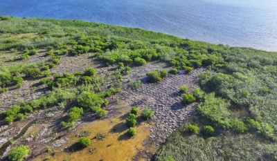 SICT rescata más de 2 mil especies en programa ambiental del Puente Nichupté en Cancún
