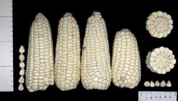 El maíz Cacahuacintle, tesoro del Altiplano central y base del pozole mexicano