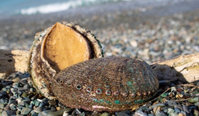 Conapesca establece nuevas vedas y aprovechamientos para pesca sostenible en México