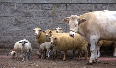 Senasica refuerza vacunación contra rabia bovina en Zacatecas con casi 32 mil dosis aplicadas