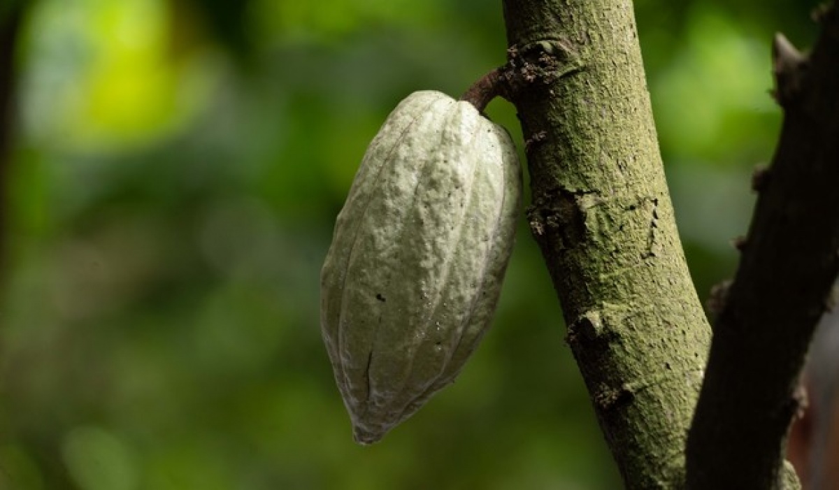 México impulsa la innovación con el Encuentro Nacional de Cacao 2025 en Tabasco