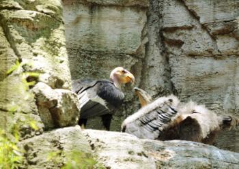 Crías de cóndor de California nacidas en Chapultepec serán reintroducidas en Baja California