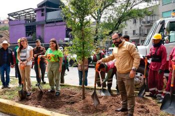 Clara Brugada arranca programa integral para sustituir palmeras enfermas por árboles nativos en CDMX