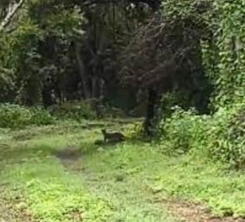 Avistan jaguarundi en Xochicalco: INAH y UAEM refuerzan conservación de la biodiversidad