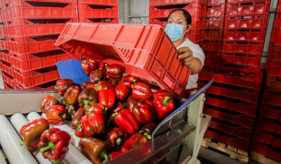 Japón abre su mercado al pimiento morrón fresco de México tras 16 años de gestiones técnicas