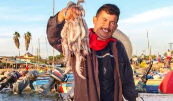 Conapesca amplía veda de camarón en Golfo de México y Mar Caribe hasta el 15 de octubre