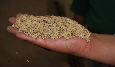 AGRICULTURA lanza segunda convocatoria 2025 para productores de arroz en Nayarit