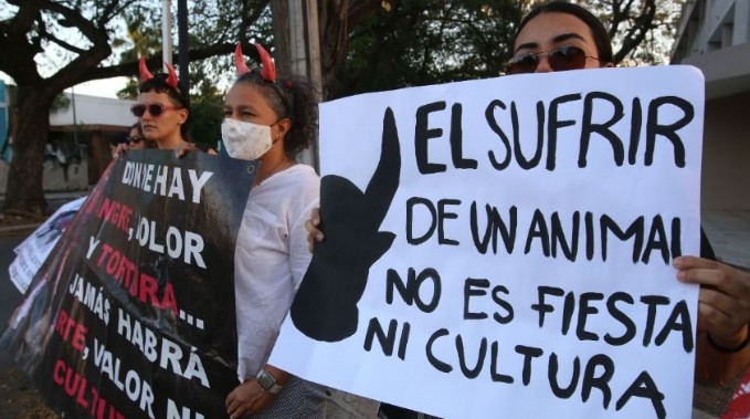 Colectivos animalistas exigen prohibir las corridas de toros en Hidalgo y reformas al Código Penal