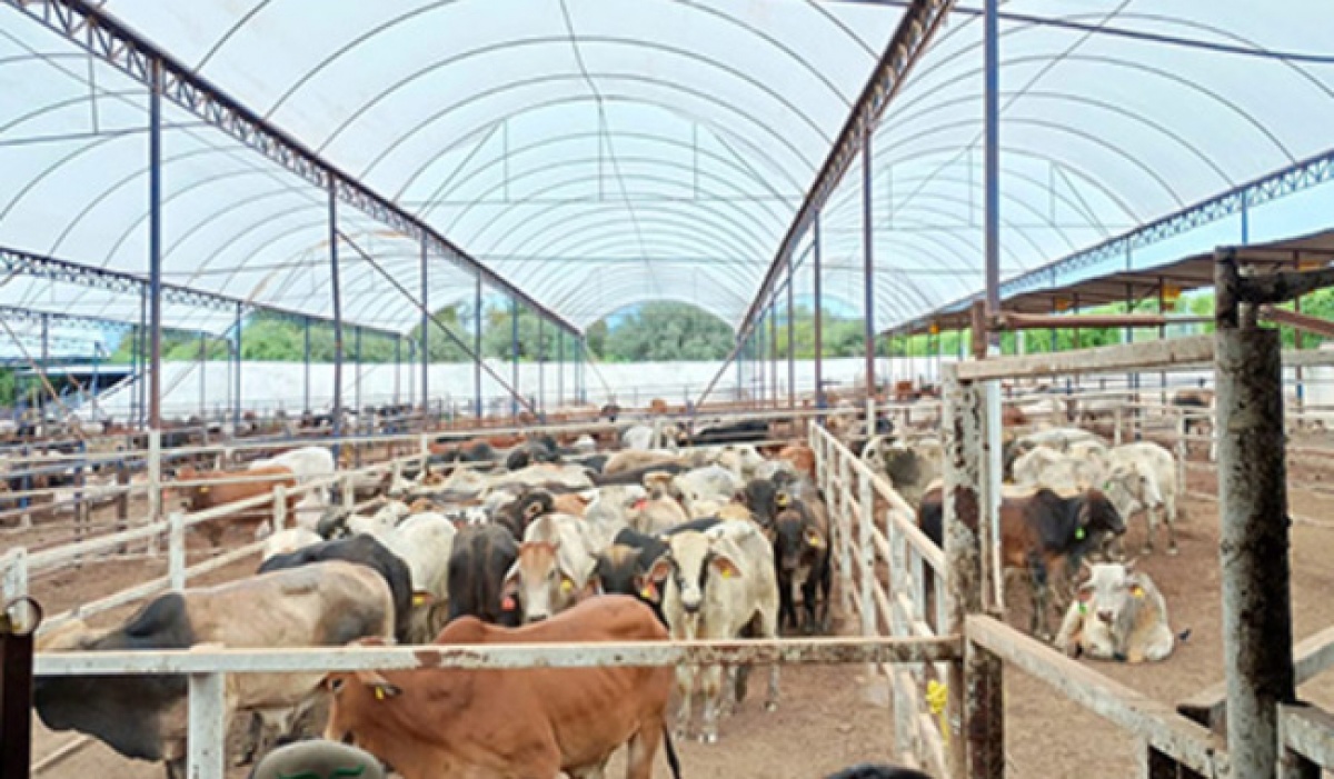 Detectan y controlan oportunamente un caso de gusano barrenador del ganado en Querétaro; Agricultura activa protocolo de contención