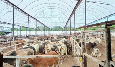 Detectan y controlan oportunamente un caso de gusano barrenador del ganado en Querétaro; Agricultura activa protocolo de contención