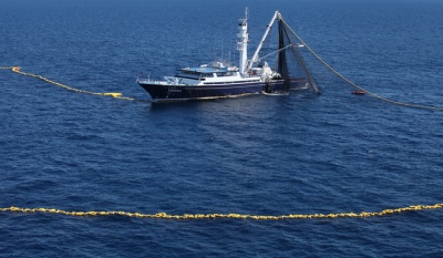 México refuerza la pesca responsable: Conapesca prohíbe retener tiburones capturados incidentalmente en la pesca de túnidos