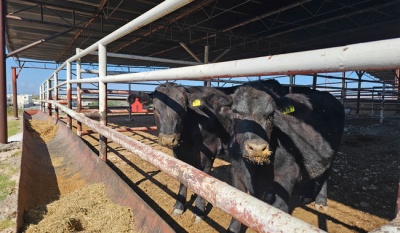 AGRICULTURA inicia entrega de sementales en Sonora y Coahuila dentro del Programa Integral de Producción de Carne