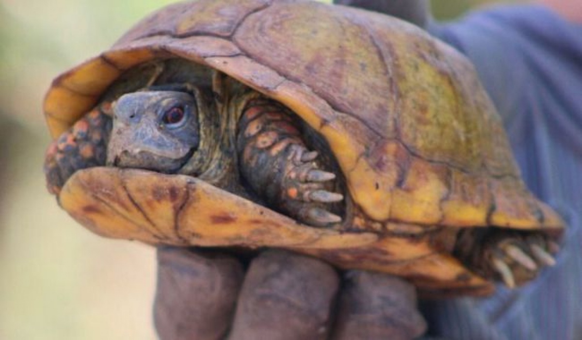 La SICT protege flora y fauna durante la construcción de la carretera Bavispe–Nuevo Casas Grandes
