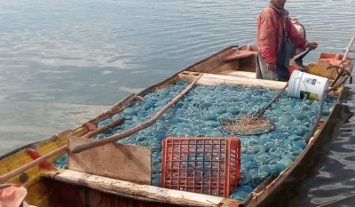 Conapesca establece talla mínima de captura para la medusa bola de cañón azul en Sonora