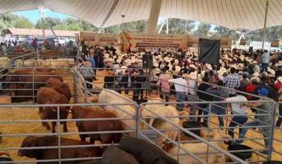 Agricultura y Durango entregan los primeros 200 sementales del Programa Integral de Producción de Carne