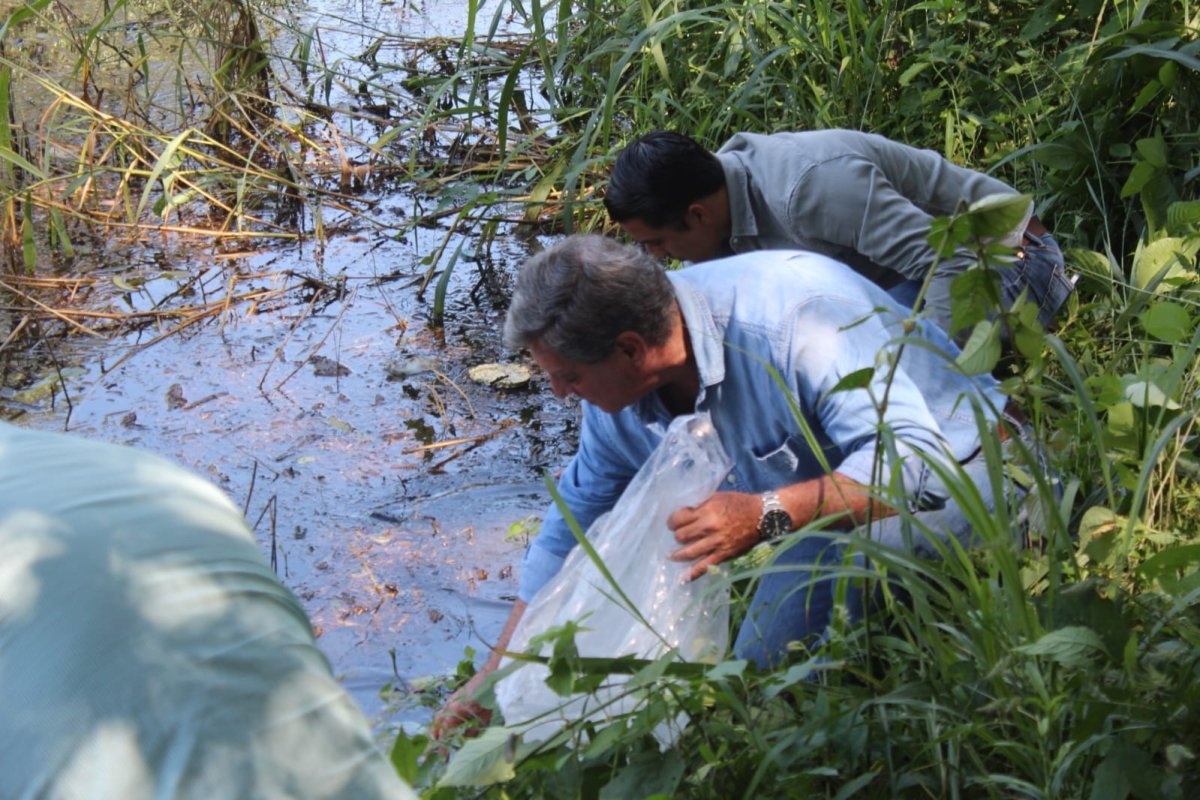 Subseder Colima dispersa más de 100 mil alevines de tilapia en comunidades rurales de Comala