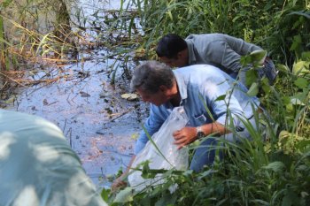 Subseder Colima dispersa más de 100 mil alevines de tilapia en comunidades rurales de Comala