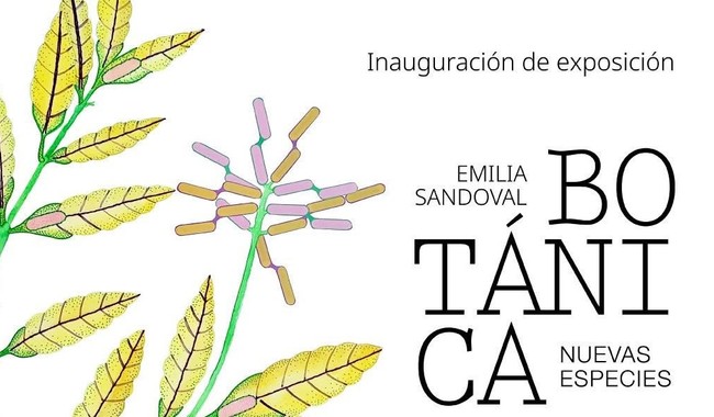 Emilia Sandoval presenta 'Botánica: Nuevas especies' en el Museo de Arte de Ciudad Juárez