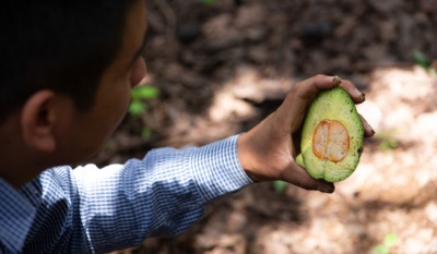 Senasica revalida zonas libres de plagas del aguacate en diez estados del país