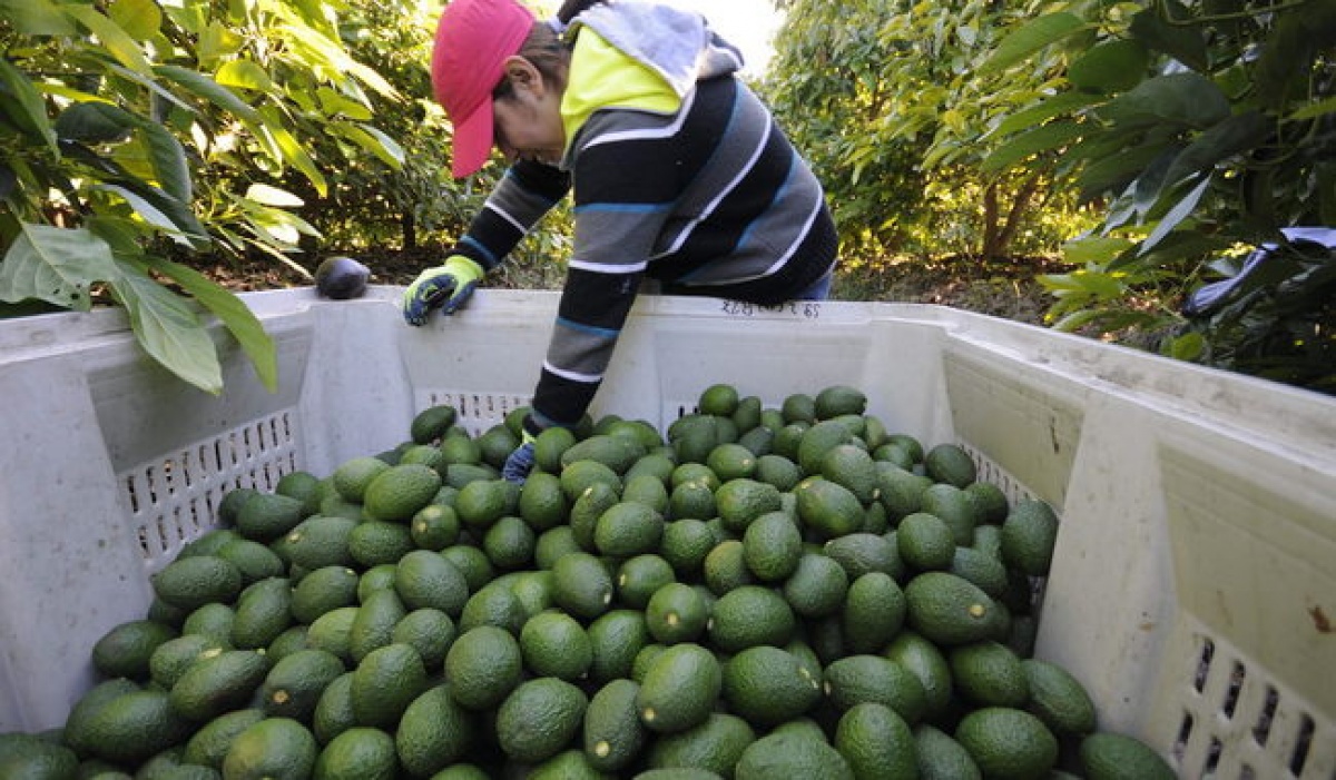 Gobierno de México refuerza control ambiental y laboral en exportación de aguacate con nuevo acuerdo interinstitucional