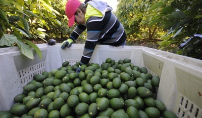 Gobierno de México refuerza control ambiental y laboral en exportación de aguacate con nuevo acuerdo interinstitucional