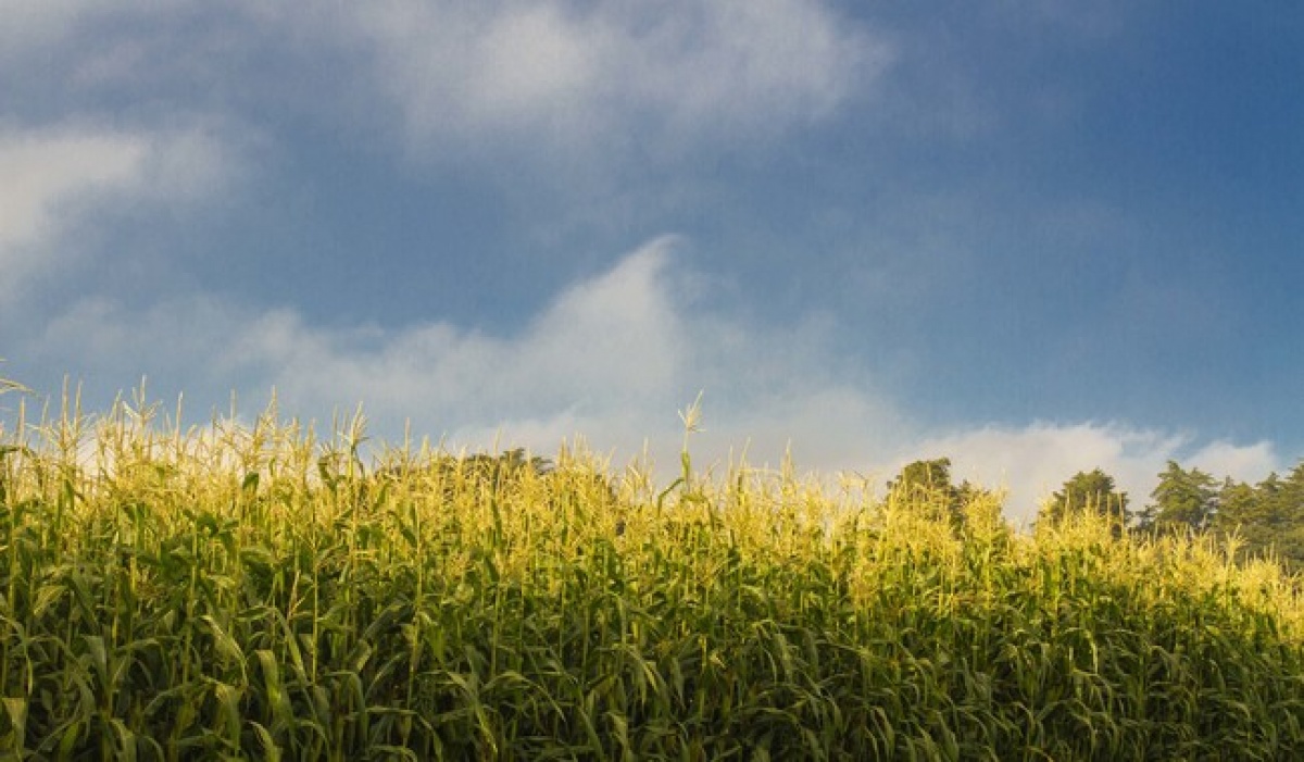 Gobierno de México garantiza precio de 6,050 pesos por tonelada de maíz blanco en Guanajuato, Jalisco y Michoacán
