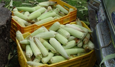 Gobierno de México y estados del Bajío otorgan apoyo de 950 pesos por tonelada a productores de maíz