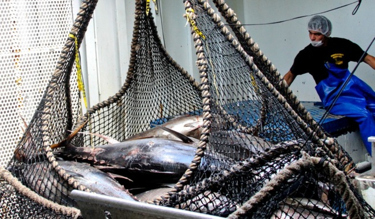 Conapesca anuncia nuevos periodos de captura y vedas para noviembre de 2025 en mares y lagunas de México