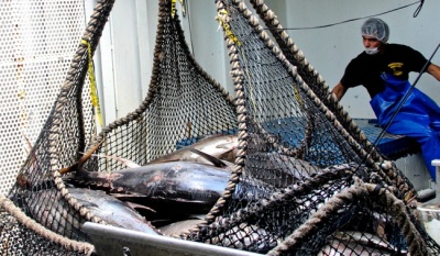 Conapesca anuncia nuevos periodos de captura y vedas para noviembre de 2025 en mares y lagunas de México