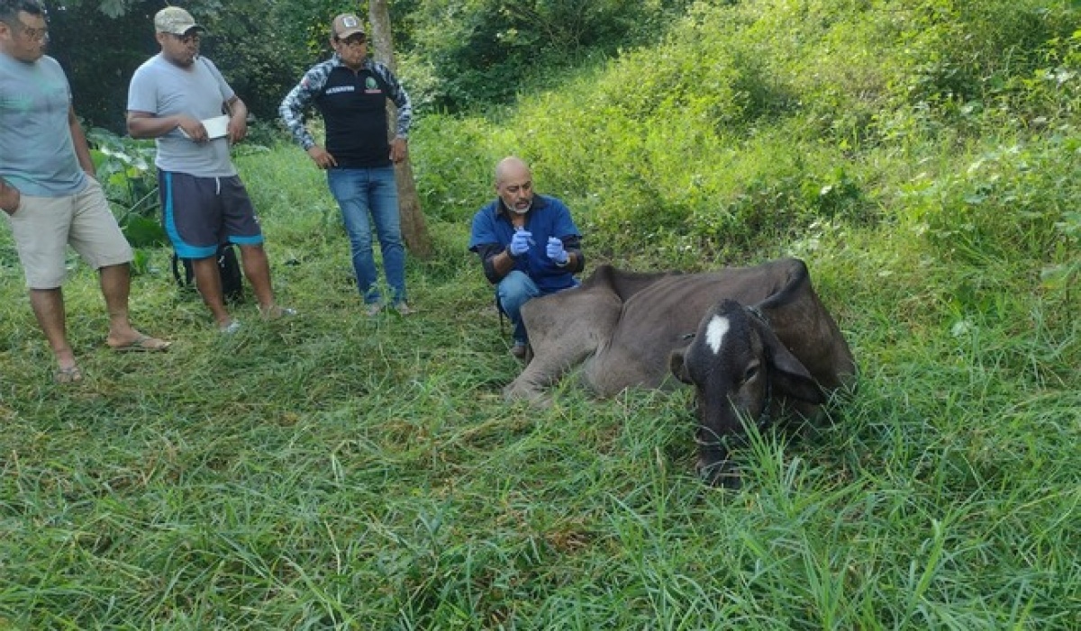Detectan y controlan caso de gusano barrenador en Guerrero con rápida acción sanitaria