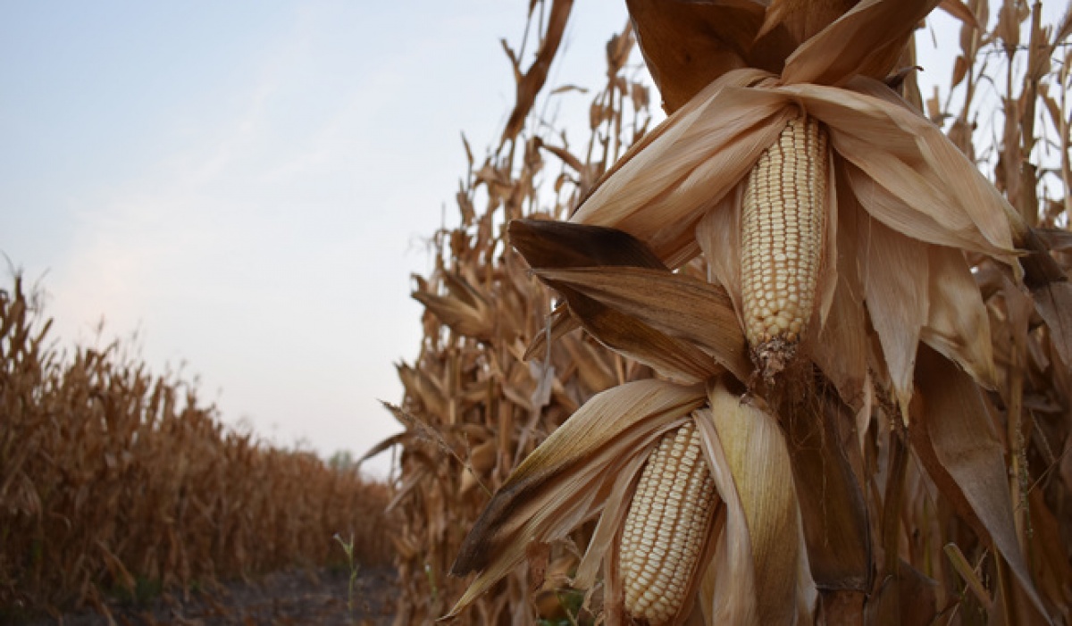 Productores del Bajío obtienen la mayor base de comercialización de maíz blanco en una década