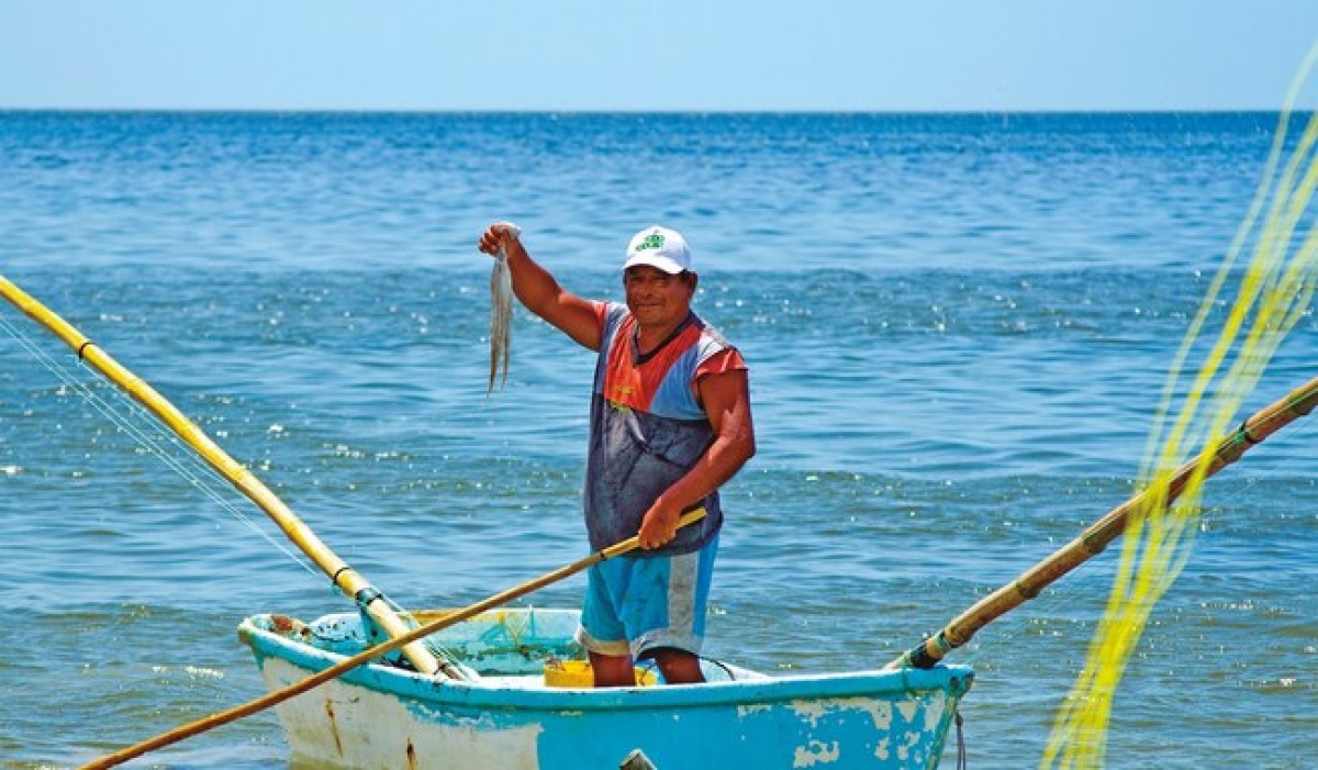 Establecen volumen de captura de 28 mil toneladas para el pulpo rojo en Campeche y Yucatán