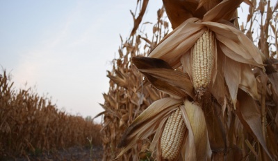 Productores del Bajío obtienen la mayor base de comercialización de maíz blanco en una década