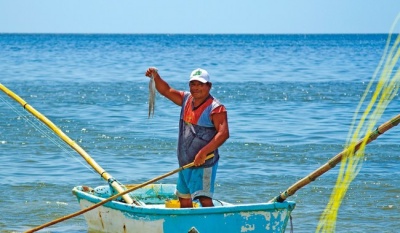 Establecen volumen de captura de 28 mil toneladas para el pulpo rojo en Campeche y Yucatán