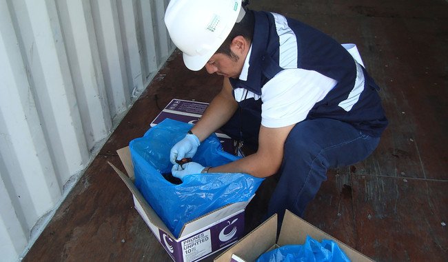 Senasica rechaza 1,065 embarques comerciales en primeros nueve meses de 2025 para proteger sanidad agropecuaria nacional