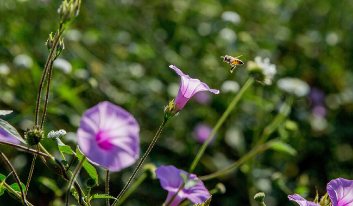 Concurso Nacional de Dibujo Infantil sobre la importancia de las abejas