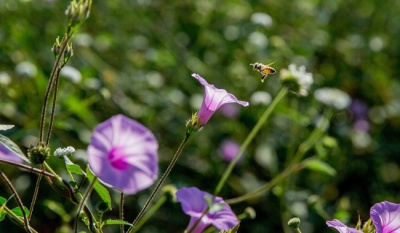 Concurso Nacional de Dibujo Infantil sobre la importancia de las abejas
