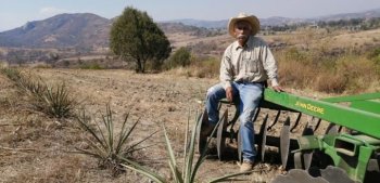 Gobierno mexiquense establece 926 hectáreas de cultivos sustentables de agave mezcalero